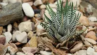 10 Tanaman Hias dengan Daun Bergaris seperti Zebra, Coraknya Unik dan Mudah Dirawat