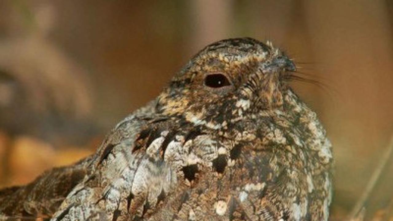 Nightjar