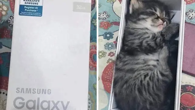 10 Potret Menggemaskan Kucing Tidur di Tempat Tak Biasa