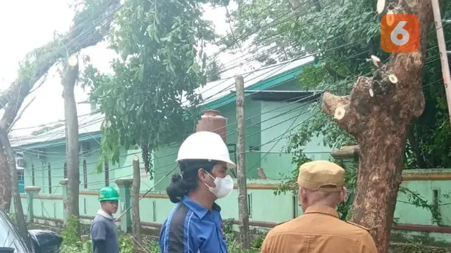 Pohon-pohon peneduh di Kota Makassar ditebang pihak PLN (Liputan6.com/Ahmad Yusran)