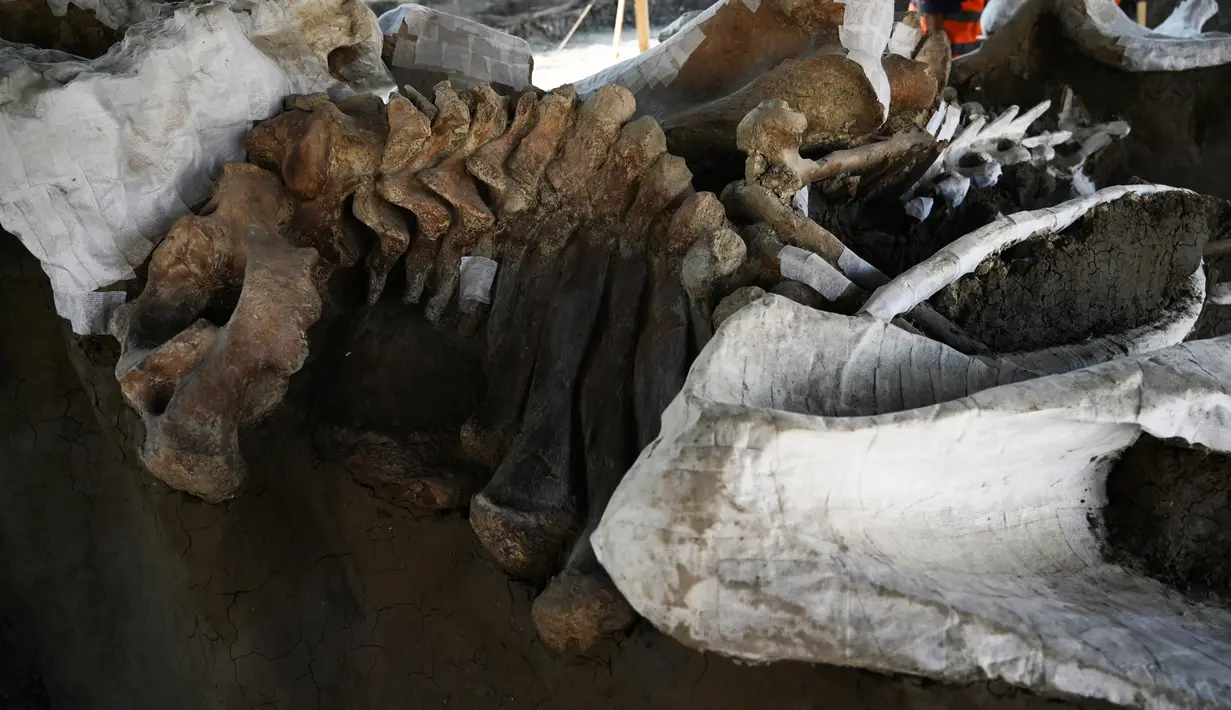Penampakan sebagian kerangka mammoth yang ditemukan di Pangkalan Militer Santa Lucia di Kotamadya Zumpango, Meksiko (8/9/2020). Penemuan kerangka tersebut berada di lokasi proyek pembangunan bandara baru yang dikelola Pemerintah Meksiko di Mexico City. (AFP/Rodrigo Arangua)