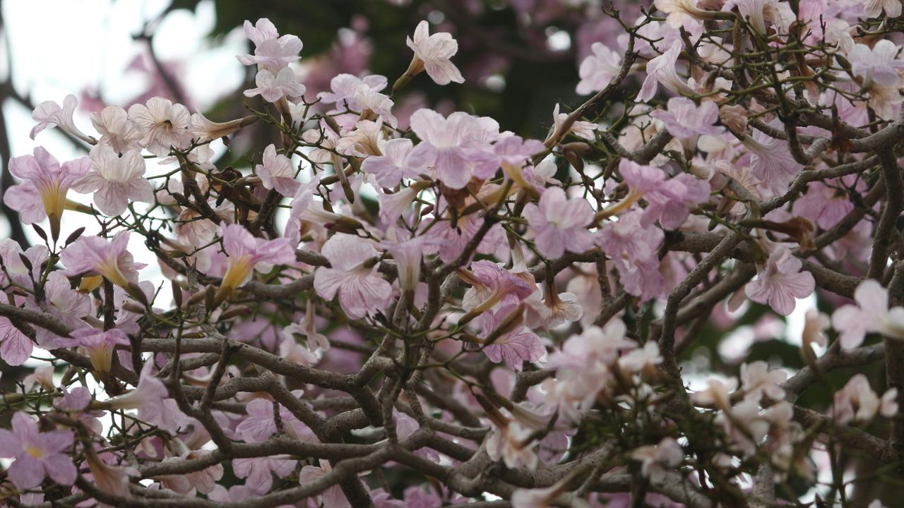 5 Cara agar Tabebuya Cepat Berbunga dan Mekar Cantik Menghiasi Halaman