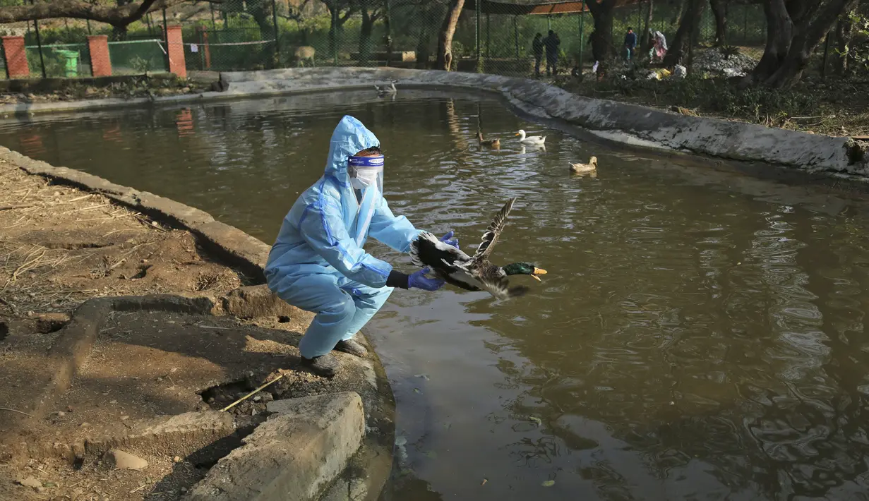 Dokter melepaskan seekor bebek setelah mengumpulkan sampel usap di taman Manda di Jammu, India (7/1/2021). India jug mulai melakukan pemusnahan terhadap puluhan ribu unggas setelah adanya angsa liar, burung gagak, dan bebek yang dinyatakan positif flu burung. (AP Photo/Channi Anand)