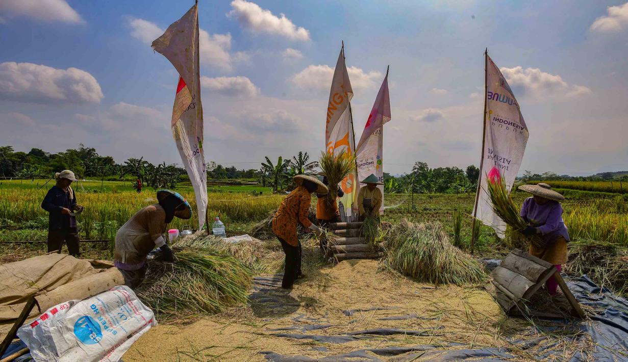 Jumlah tersebut diperkirakan akan terus bertambah seiring masih berlangsungnya masa panen raya di berbagai wilayah. Tampak dalam foto, petani memanen padi jenis Inpari 32 di Kampung Tematik Mulyaharja, Bogor, Jawa Barat, Rabu (6/5/2026). (merdeka.com/Arie Basuki)