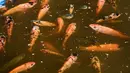 Ikan nila merah hasil budidaya ikan Jojo Acuaponics di Havana, pada tanggal 18 Oktober 2023. (YAMIL LAGE/AFP)
