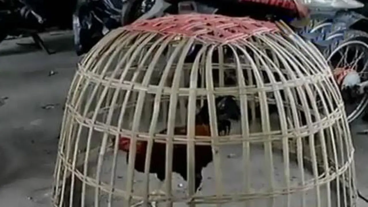 Judi Sabung Ayam