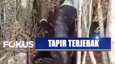 Keluar hutan diduga karena terpapar kabut asap, seekor tapir terlilit kawat baja di kebun sawit Riau.