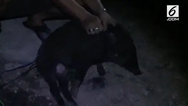 VIDEO: Geger Penemuan Babi Jadi-jadian di Majalengka
