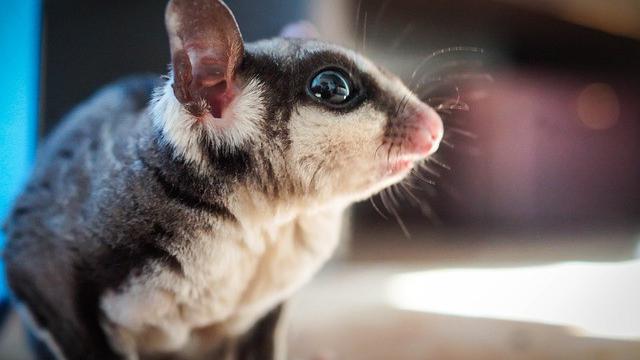 Sugar glider