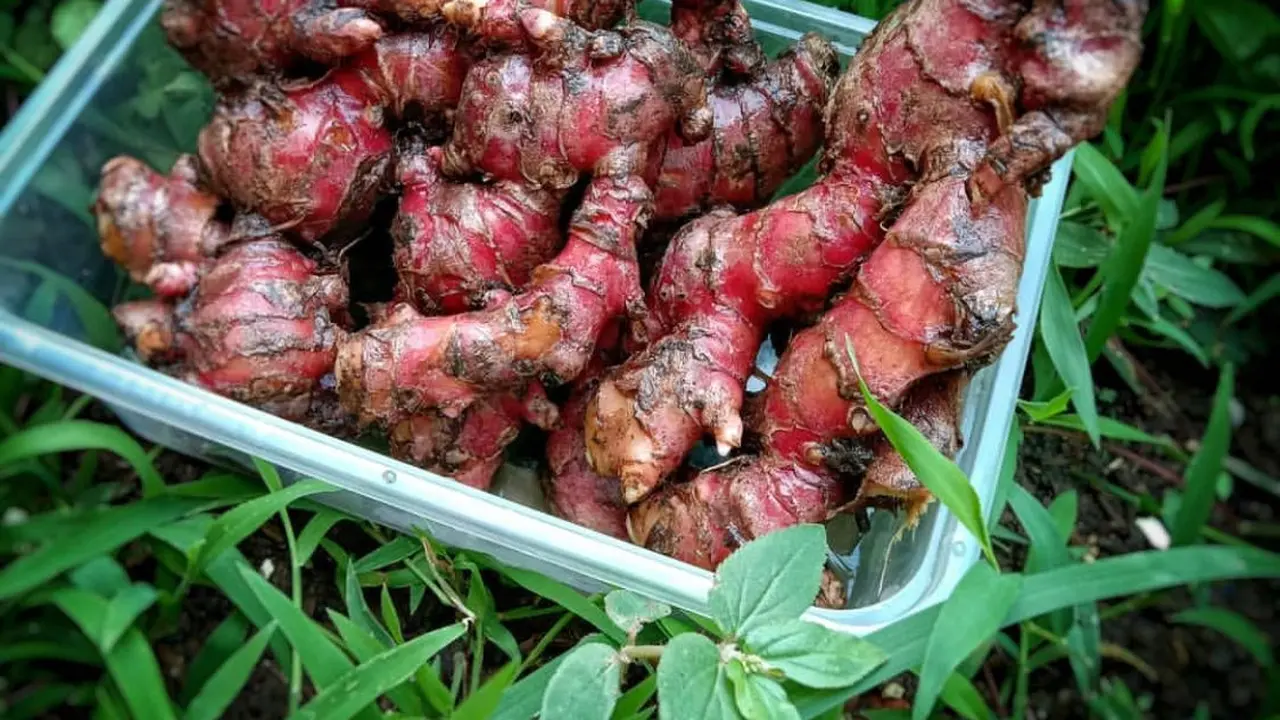 Jahe Merah