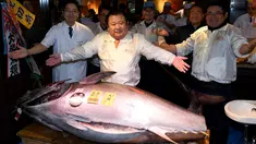 CEO Sushi Zanmai, Kiyoshi Kimura berpose dengan ikan tuna seberat 212 kg di depan restorannya, dekat pasar ikan Tsukiji, Tokyo, Kamis (5/1). Dalam pelelangan pertama tahun 2017, ikan tuna itu terjual 74,2 juta yen (212 kilogram). (TOSHIFUMI KITAMURA/AFP)