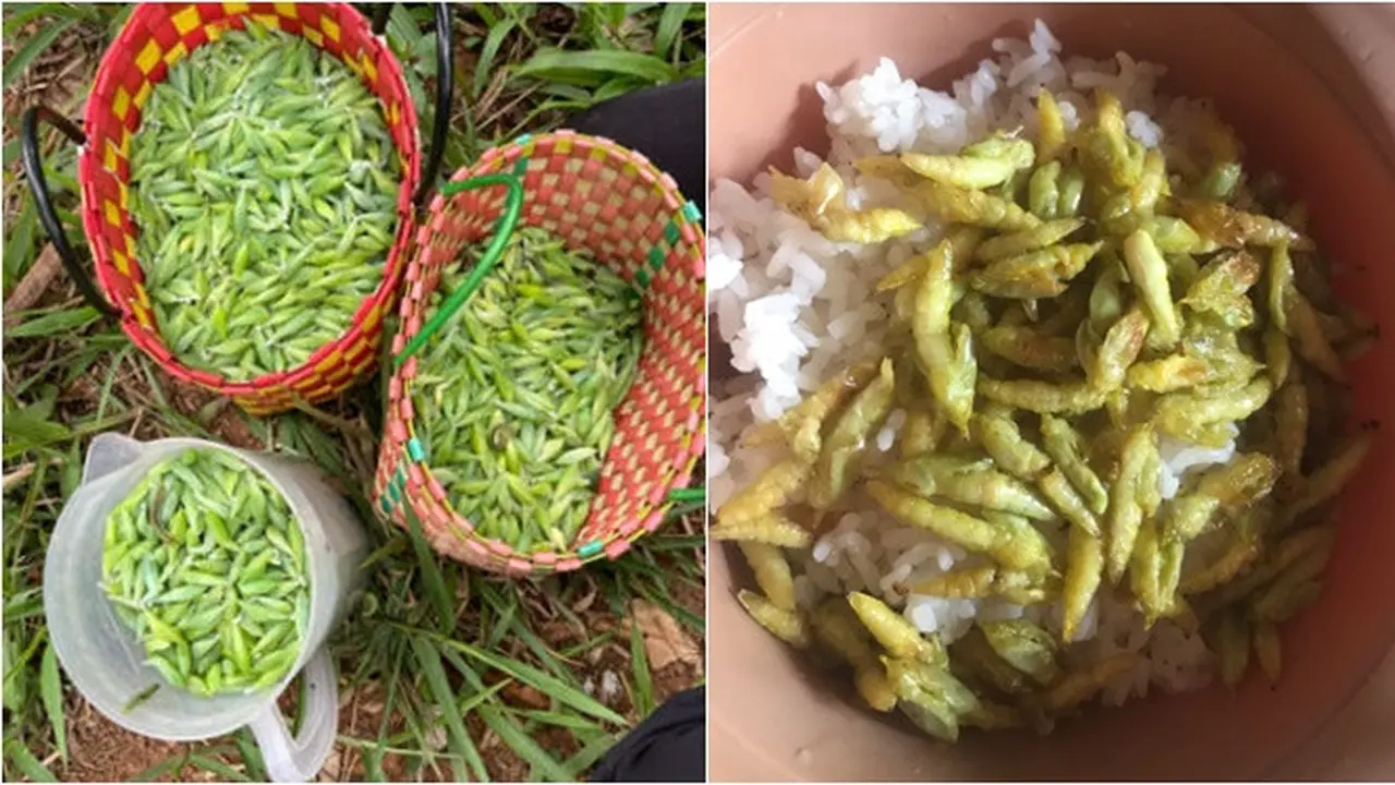 Makanan Unik Khas Vietnam Tumis Ulat Cassia, Lezat tapi Bikin Merinding