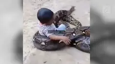 Aksi nekat dilakukan seorang bocah, ia nekat bermain dengan ular piton dan menganggapnya mainan.