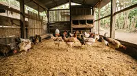 6 Bahan Alas Kandang Ayam yang Tidak Mudah Menggumpal saat Terkena Kotoran