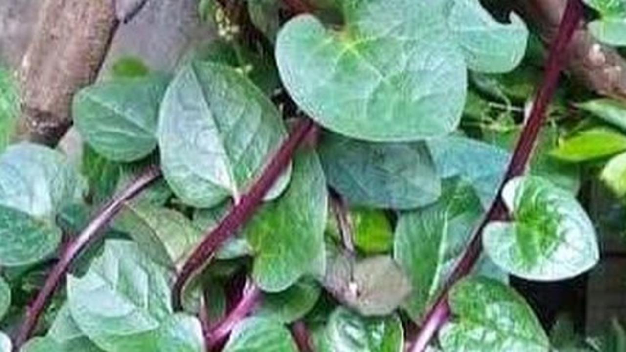 Kelihatannya Cuma Tanaman Merambat, Tapi Daun Binahong Kaya Khasiat Menyehatkan