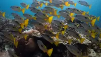 Top 3 Berita Hari Ini: Raja Ampat Masuk Daftar 6 Rekomendasi Tempat Menyelam Terbaik di Dunia Versi BBC