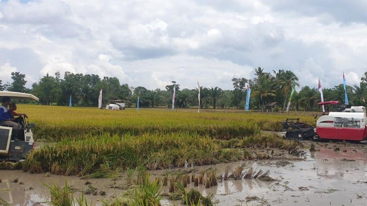 Banyuasin Resmi Jadi Penghasil Beras Nomor Satu Nasional, Kalahkan Sukabumi