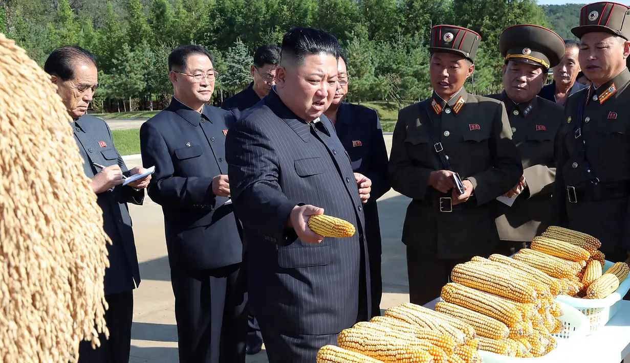 Gambar yang dirilis 9 Oktober 2019, pemimpin Korea Utara, Kim Jong-un melihat hasil panen jagung saat mengunjungi Pertanian No. 1116 dari KPA Unit 810 di lokasi yang dirahasiakan. Ini merupakan penampilan perdana Kim sejak perundingan nuklir dengan AS tidak mencapai titik temu. (KCNA VIA KNS/AFP)