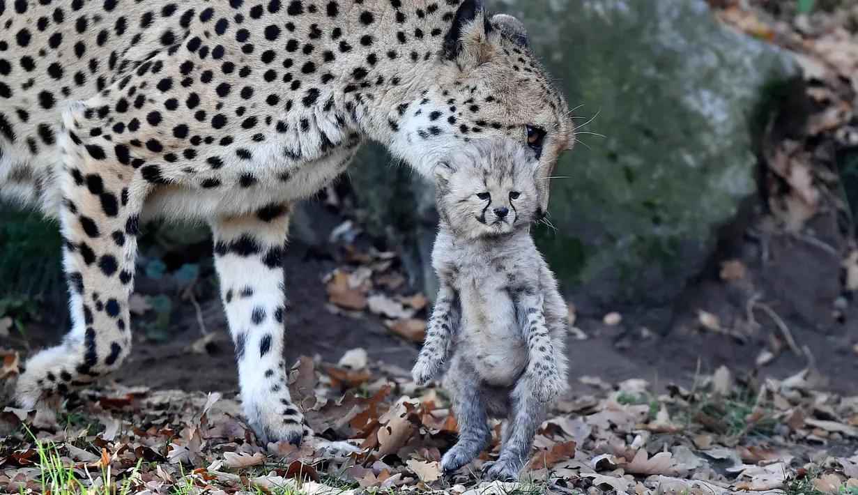 Ibu cheetah, Isantya bembawa salah satu dari tiga bayinya saat dalam kandang di kebun binatang di Muenster, Jerman, Jumat (9/11). Sekitar 50 hewan yang terancam punah lahir di kebun binatang ini sejak tahun 70-an. (AP Photo/Martin Meissner)