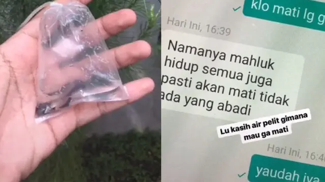 beli ikan cupang online