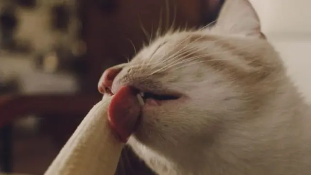 Suka Makan Pisang, Ekspresi Kucing Ini Bikin Gemas Netizen