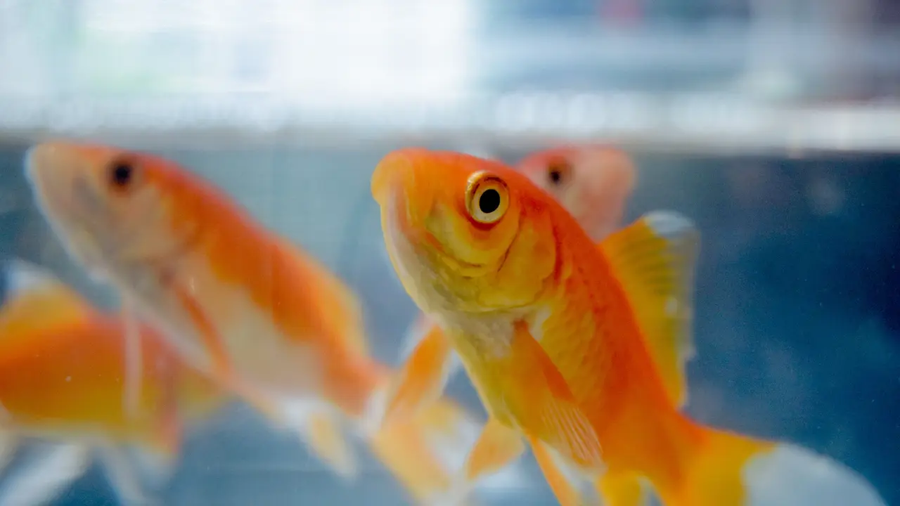 Mimpi Ikan Mas