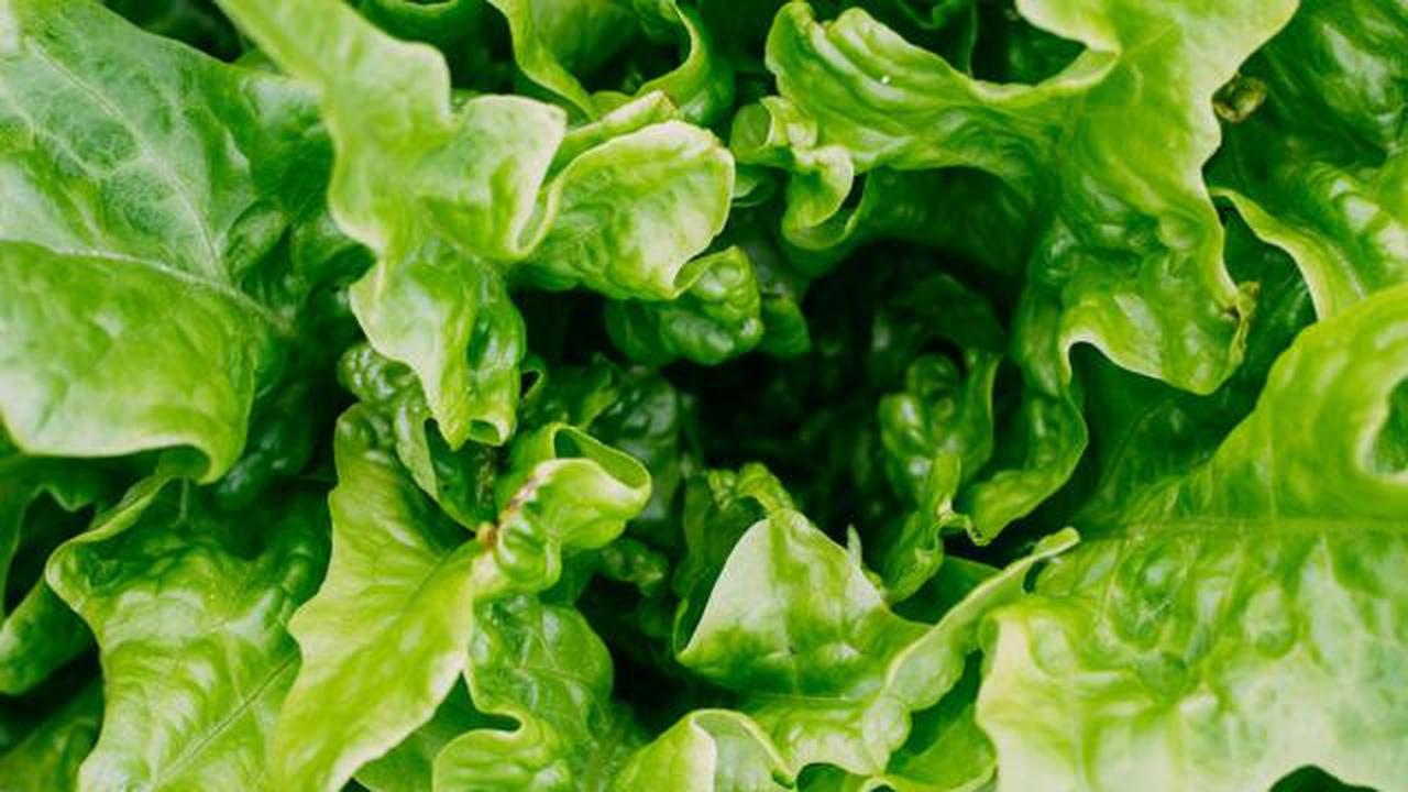 5 Tanaman Produktif untuk Balkon Sempit yang Bisa Dimasak Setiap Minggu