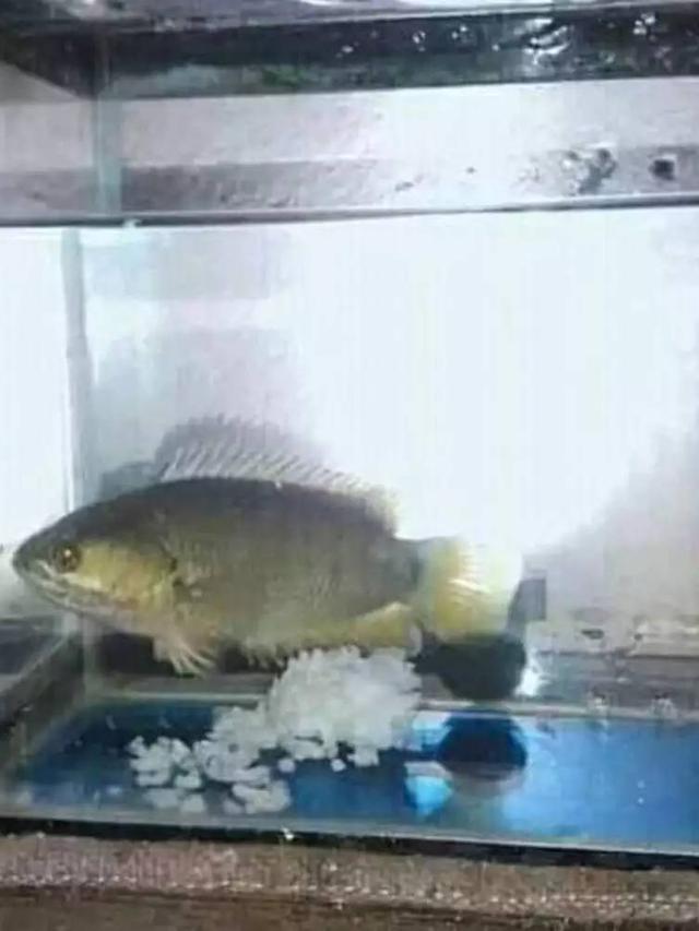 10 Potret Nyeleneh Orang Pelihara Ikan, Cara Kasih Makannya Bikin Geleng Kepala