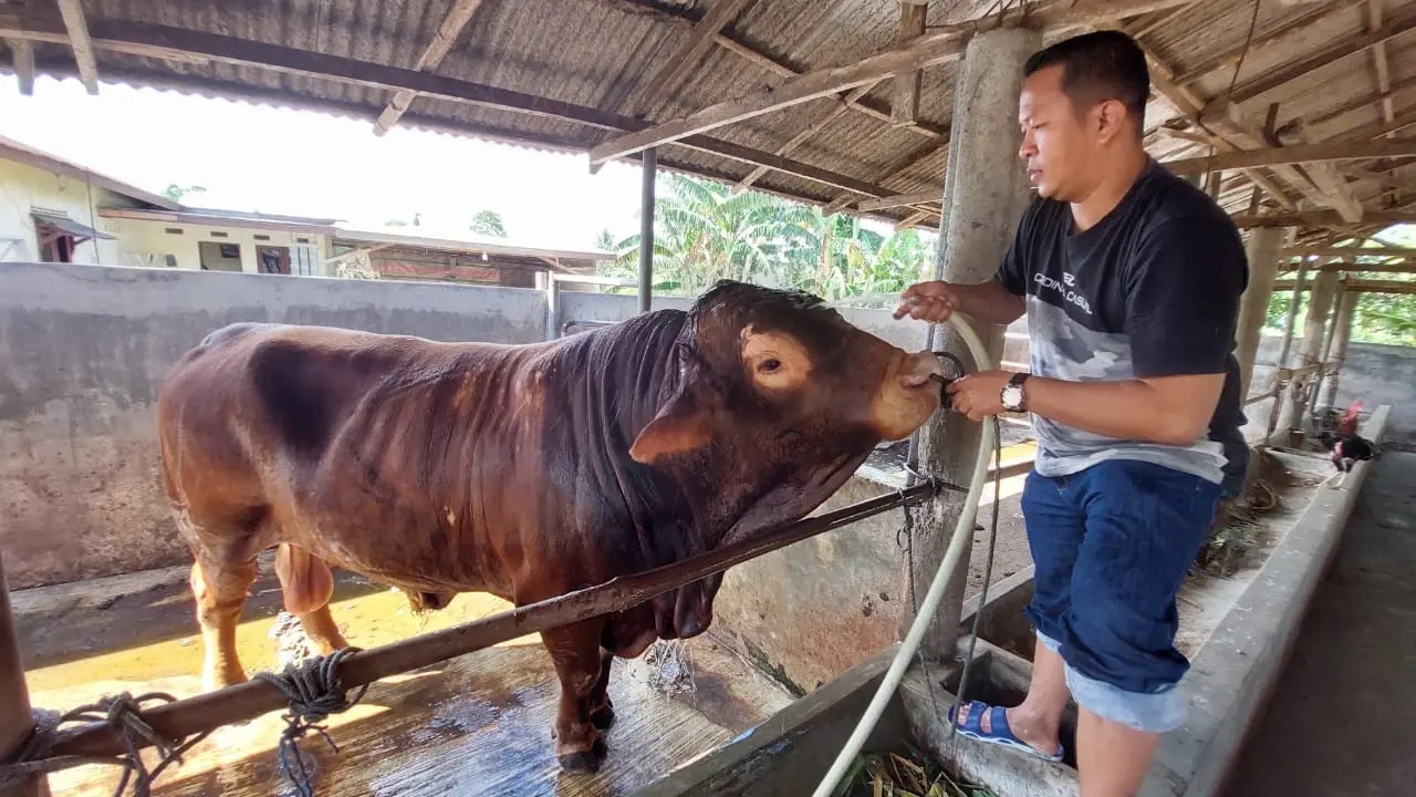 Sapi Jokowi