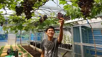 Budidaya anggur jadi tren baru anak muda Purbalingga. (Foto: Humas Pemkab Purbalingga/Liputan6.com)