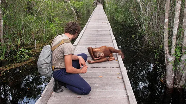 Taman Nasional untuk Melihat Orangutan