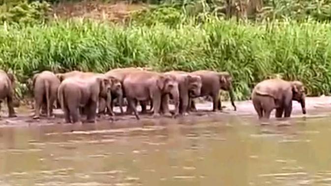 Kawanan Gajah Liar Terpantau di Jalan Suoh- Tanggamus Lampung