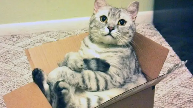 3 Alasan Mengapa Kucing Begitu Menyukai Kotak