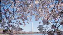 Pohon sakura yang bunganya bermekar ini merupakan hasil pemberian pemerintah Jepang pada tahun 1912 ke Amerika Serikat sebagai hadiah persahabatan. (AP Photo/Jacquelyn Martin)