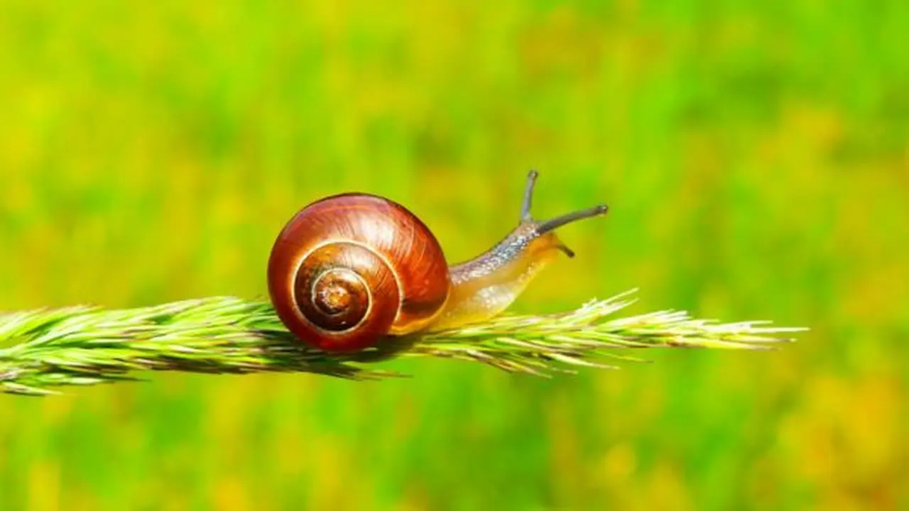 Siput/Photo by Krzysztof Niewolny on Unsplash