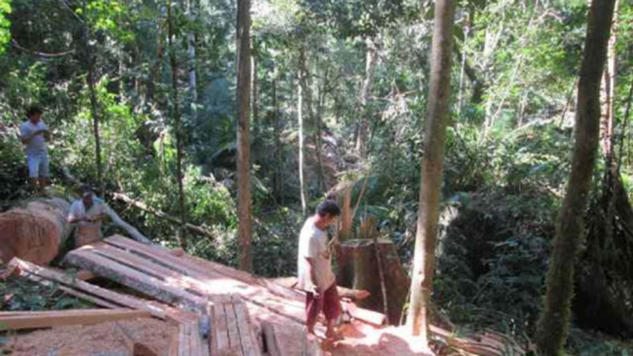 Parahnya kerusakan hutan lindung di Sulut akibat tambang ilegal