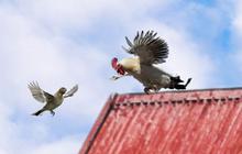 Seperti Burung, Ayam Juga Punya Sayap tapi Kenapa Tidak Bisa Terbang? Ini Penjelasan Ilmuwan