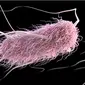 Bakteri Escherichia coli (E. coli) yang lazim ada di sistem pencernaan manusia. (Sumber CDC)
