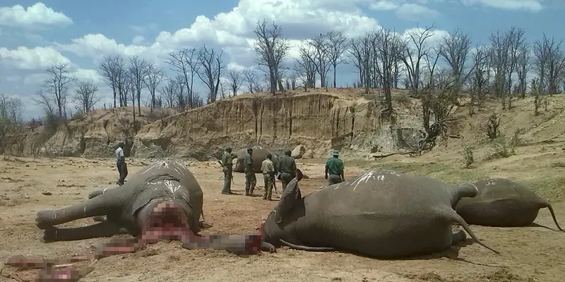 20151030-Gajah-Mati-Taman-Nasional-Hwange-Zimbabwe