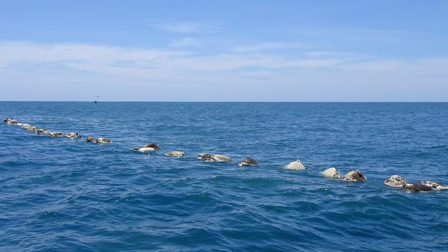Penampakan 300 Penyu yang Mati di Perairan Meksiko