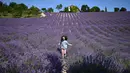 Seorang gadis muda berlari di ladang lavender di Sale San Giovanni, Cuneo, Italia, 29 Juni 2021. Bunga lavender bermekaran menyajikan pemandangan yang indah. (MARCO BERTORELLO/AFP)