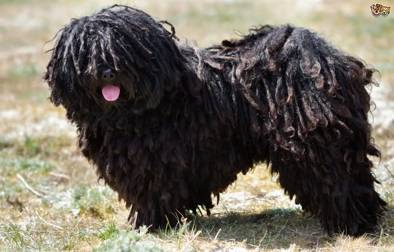 Jenis anjing Puli Hungarian. (Sumber foto: pets4homes.co.uk)