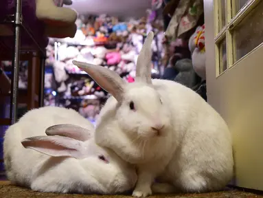 Dua ekor kelinci meringkuk di The Bunny Museum yang terletak di Pasadena, California, 8 Desember 2016. Di museum yang bagaikan surga bagi para penyuka kelinci ini terdapat lebih dari 33.000 koleksi benda-benda kelinci yang imut. (Frederic J. BROWN/AFP)