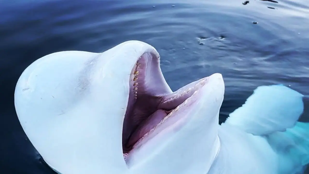 Kisah Paus Beluga Mata-Mata Rusia yang Bikin Norwegia Keluarkan Larangan untuk Mendekatinya
