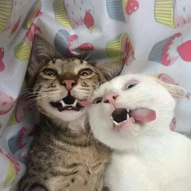 6 Pose Selfie Kucing Ini Bikin Gemes, Ekspresinya Lucu