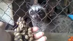 Citizen6, Semarang: Kopi luwak diyakini sebagai kopi termahal di dunia karena prosesnya yang sangat unik dan rumit. Seperti produksi kopi fermentasi luwak murni di lereng kelir wonokasihan, Kabupaten Semarang. (Pengirim: Afif Ahmadin)