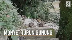 Kawanan monyet Sukabumi mendadak turun gunung ke permukiman warga.