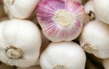 Resep Infus Bawang Putih untuk Kontrol Asam Urat, Ini Cara Mudah Membuatnya