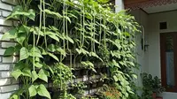 Cara Menanam Kacang Panjang di Tembok, Solusi Efektif Lahan Sempit
