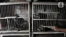 Safak (46) saat memberi pakan ayam Cemani di peternakan rumahan kawasan Kedu, Kabupaten Temanggung, Jawa Tengah (27/2/2023). Dalam sebulan, Safak rata-rata mampu menjual 100 ekor yang dikirim ke luar kota hingga luar negeri. (merdeka.com/Iqbal S Nugroho)